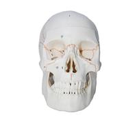 Umana Testa Scheletro Modello, Life Misura Anatomico Osso Numero con Codici