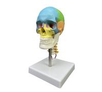 Umana Testa Teschio Con Cervicale Vertebra Anatomico Modello per Insegnanti