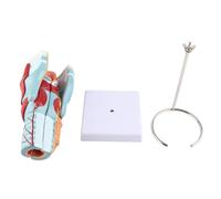 Umano Anatomical Faringe Laringe Modello Vinile 2X Ingrandito Modello di Gola Umana per la Scienza Aula Studio Display Insegnamento Modello Medico