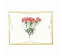 Umbra Prisma Cornice portafoto, 10x15cm, Acciaio, Ottone opaco