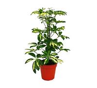 Umbrella Tree - Schefflera - White-Green-leaved - 12cm Pot - houseplant - About 40-45cm high