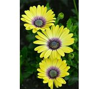 Umfarvt 5D Diamond Art Painting,Yellow Daisy Diamond Painting Kits for Adults,DIY Square Full Drill Canvas Embroidery Cross Stitch,Diamond Arts Crafts Painting Pictures for Home Wall Decor 80x170cm