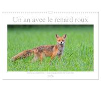 Un an avec le renard roux (Calendrier mural 2026 DIN A3 vertical), CALVENDO calendrier mensuel: Animal sauvage beau et intelligent