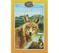 Un coyote di campagna va a Hollywood