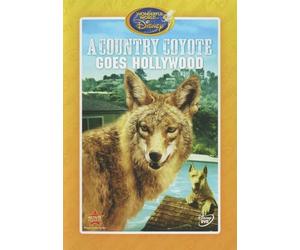 Un coyote di campagna va a Hollywood