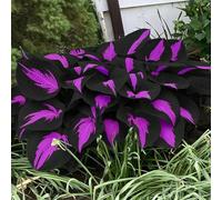 Un must per gli angoli ombreggiati del giardino, resistente e tollerante all'ombra + foglie accattivanti/Facile da curare/Purifica l'aria-4 PCS-D