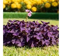 Un must per i più pigri! L'Oxalis è tollerante alla siccità e all'ombra + fiorisce abbondantemente con poca irrigazione, zero cure-10 PCS-A