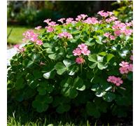 Un must per i più pigri! L'Oxalis è tollerante alla siccità e all'ombra + fiorisce abbondantemente con poca irrigazione, zero cure-6 PCS-B