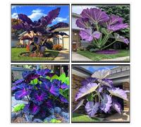 Un salvatore per gli angoli del giardino! Orecchio d'elefante resistente alla siccità/Crescita rapida/Ottimo effetto ombra-10 PIECE-a