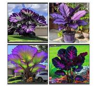 Un salvatore per gli angoli del giardino! Orecchio d'elefante resistente alla siccità/Crescita rapida/Ottimo effetto ombra-4 PIECE-i