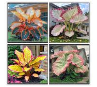 Un salvatore per gli angoli del giardino! Orecchio d'elefante resistente alla siccità/Crescita rapida/Ottimo effetto ombra-4 PIECE-d