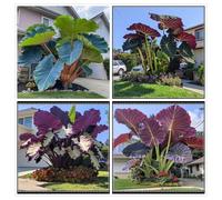 Un salvatore per gli angoli del giardino! Orecchio d'elefante resistente alla siccità/Crescita rapida/Ottimo effetto ombra-8 PIECE-f