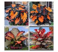 Un salvatore per gli angoli del giardino! Orecchio d'elefante resistente alla siccità/Crescita rapida/Ottimo effetto ombra-8 PIECE-h