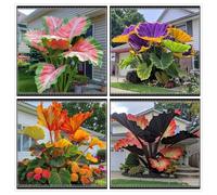 Un salvatore per gli angoli del giardino! Orecchio d'elefante resistente alla siccità/Crescita rapida/Ottimo effetto ombra-8 PIECE-g