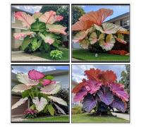 Un salvatore per gli angoli del giardino! Orecchio d'elefante resistente alla siccità/Crescita rapida/Ottimo effetto ombra-10 PIECE-c