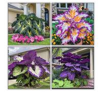 Un salvatore per gli angoli del giardino! Orecchio d'elefante resistente alla siccità/Crescita rapida/Ottimo effetto ombra-10 PIECE-e