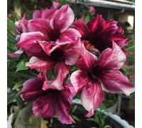 Un vero e proprio colpo d'occhio, rizomi di rose del deserto, perfetta idea regalo, petite a forma di foglia, multicolore. Rizomi resistenti all'inverno, rizomi Desert Rose, 5 cipolle