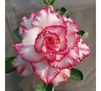 Un vero e proprio colpo d'occhio, rizomi di rose del deserto, perfetta idea regalo, petite a forma di foglia, multicolore. Rizomi resistenti all'inverno, rizomi Desert Rose, 4 cipolle