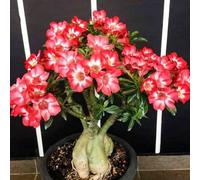 Un vero e proprio colpo d'occhio, rizomi di rose del deserto, perfetta idea regalo, petite a forma di foglia, multicolore. Rizomi resistenti all'inverno, rizomi Desert Rose, 2 cipolle