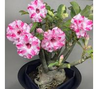 Un vero e proprio colpo d'occhio, rizomi di rose del deserto, perfetta idea regalo, petite a forma di foglia, multicolore. Rizomi resistenti all'inverno, rizomi di Desert Rose, 3zwiebeln-C