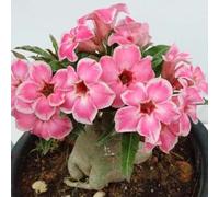 Un vero e proprio colpo d'occhio, rizomi di rose del deserto, perfetta idea regalo, petite a forma di foglia, multicolore. Rizomi resistenti all'inverno, rizomi Desert Rose, 2 cipolle