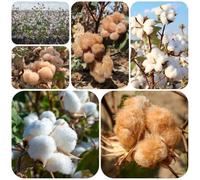 una di cotone d'appartamento purificatrici d'aria cotone semi di tappezzanti stanza all'ombra autunnali, resistenti, rialzata per 160semi