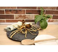 Una Pianta di Armoracia Rusticana Bio Cren Barbaforte Rafano di Spagna su vaso cm 12