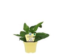 Una Pianta di Armoracia Rusticana Bio Cren Barbaforte Rafano di Spagna su vaso cm 12 MODIPITRE