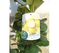 Una pianta, limone Guave - Psidium Lucidum, frutto salutare, 110 - 125 cm