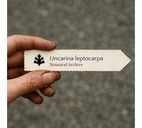 Uncarina leptocarpa SEEDS - - SEMI Uncarina | Sesamo succulento