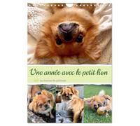 Une année avec le petit lion - Le charme du pékinois (Calendrier mural 2027 DIN A4 horizontal), CALVENDO calendrier mensuel: Charmant calendrier ... au coeur. Un must pour les fans de chiens