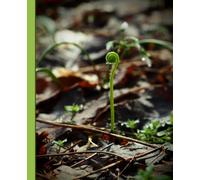 Unfurling Fern Frond Nature Photography Notebook