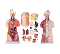 Uni Modello di Torso Umano Modelli di Cuore Cervello Scheletro del Corpo Umano A Grandezza Naturale Modello di Corpo Uma