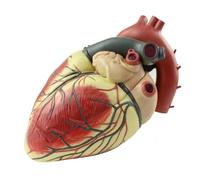 UnifearPro Modello Del Cuore Umano Resistente | Costruzione in PVC Durevole, Modello di Cuore con Strutture Interne, Realistico, per Studio Pratico Manuale
