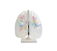 UnifearPro Moo Didattico Del Respiratorio con Trachea E Bronchi Distinti per Colore per Apprendimento Visivo a Struttura Polmonare atto per Musei Scientifici E, Polmone Trasparente 1