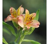 Unique Rare Lily Bulbs | Strong Fragrance | Beginner-Friendly Garden Lily Species | Ideal for Yard, Terrace & Patio Planting