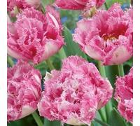 Unique Shaped Exotic Fragrance Petals Attract Butterflies Bees Pollinate Easy To Use For Planting Do Not Need Much Care Necessary Pack of 5 Pink Tulip Bulbs : Package Contains seeds