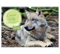 Unsere Wölfe - Ein Wildtier kehrt zurück (Wandkalender 2026 DIN A3 quer), CALVENDO Monatskalender: Der Wolf ist zurück in den heimischen Wäldern und begleitet Sie Monat für Monat durch das Jahr.