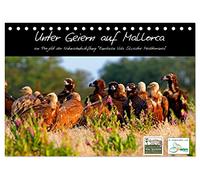 Unter Geiern auf Mallorca: Ein Projekt der Naturschutzstiftung Vida Silvestre Mediterránea (Tischkalender 2026 DIN A5 quer), CALVENDO Monatskalender: ... Schmutzgeier in der rauen Wildnis Mallorcas.
