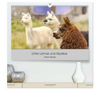 Unter Lamas und Alpakas (hochwertiger Premium Wandkalender 2026 DIN A2 quer), Kunstdruck in Hochglanz: Lamas und Alpakas in Südamerika