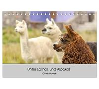 Unter Lamas und Alpakas (Tischkalender 2026 DIN A5 quer), CALVENDO Monatskalender: Lamas und Alpakas in Südamerika
