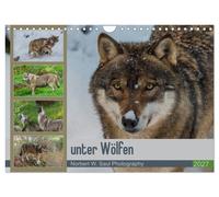 unter Wölfen (Wandkalender 2027 DIN A4 quer), CALVENDO Monatskalender