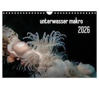 unterwasser makro 2026 (Wandkalender 2026 DIN A4 quer), CALVENDO Monatskalender: unterwasser makro - zauberhafte Makrowelt der Meere