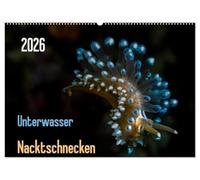 Unterwasser - Nacktschnecken 2026 (Wandkalender 2026 DIN A2 quer), CALVENDO Monatskalender: Schön wie Schmuckstücke der Unterwasserwelt - Nacktschnecken - bunte Faszination
