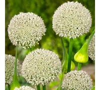 (UOLKEZFM) Allium Winterhart - Varietà di tolleranza al gelo, facile cura per il vostro giardino, 10 pezzi C