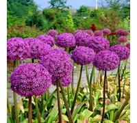 (UOLKEZFM) Allium Winterhart - Varietà di tolleranza al gelo, facile cura per il vostro giardino, 15pcs X