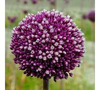 (UOLKEZFM) Allium Winterhart - Varietà di tolleranza al gelo, facile cura per il vostro giardino, 4 pezzi B