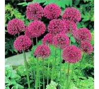 (UOLKEZFM) Allium Winterhart - Varietà di tolleranza al gelo, facile cura per il vostro giardino, 4 pezzi A
