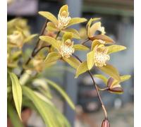 (UOLKEZFM) Cymbidium resistente - affidabile resistenza al gelo, insieme alla radice di cymbidio per una crescita ottimale-10 Cymbidium tubero-F
