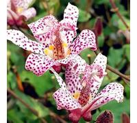 (UOLKEZFM) Giglio doppio colore invernale, fragrante ibrido gigli con rizoma di giglio, ideale per giardino e terrazza-8rizome-A